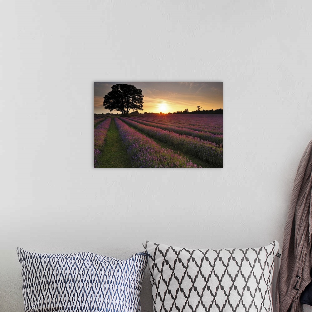 A bohemian room featuring Sunset over lavender field.