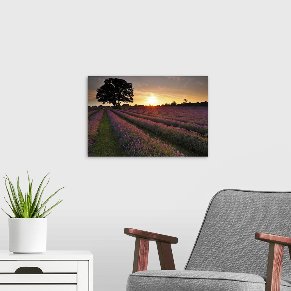 A modern room featuring Sunset over lavender field.
