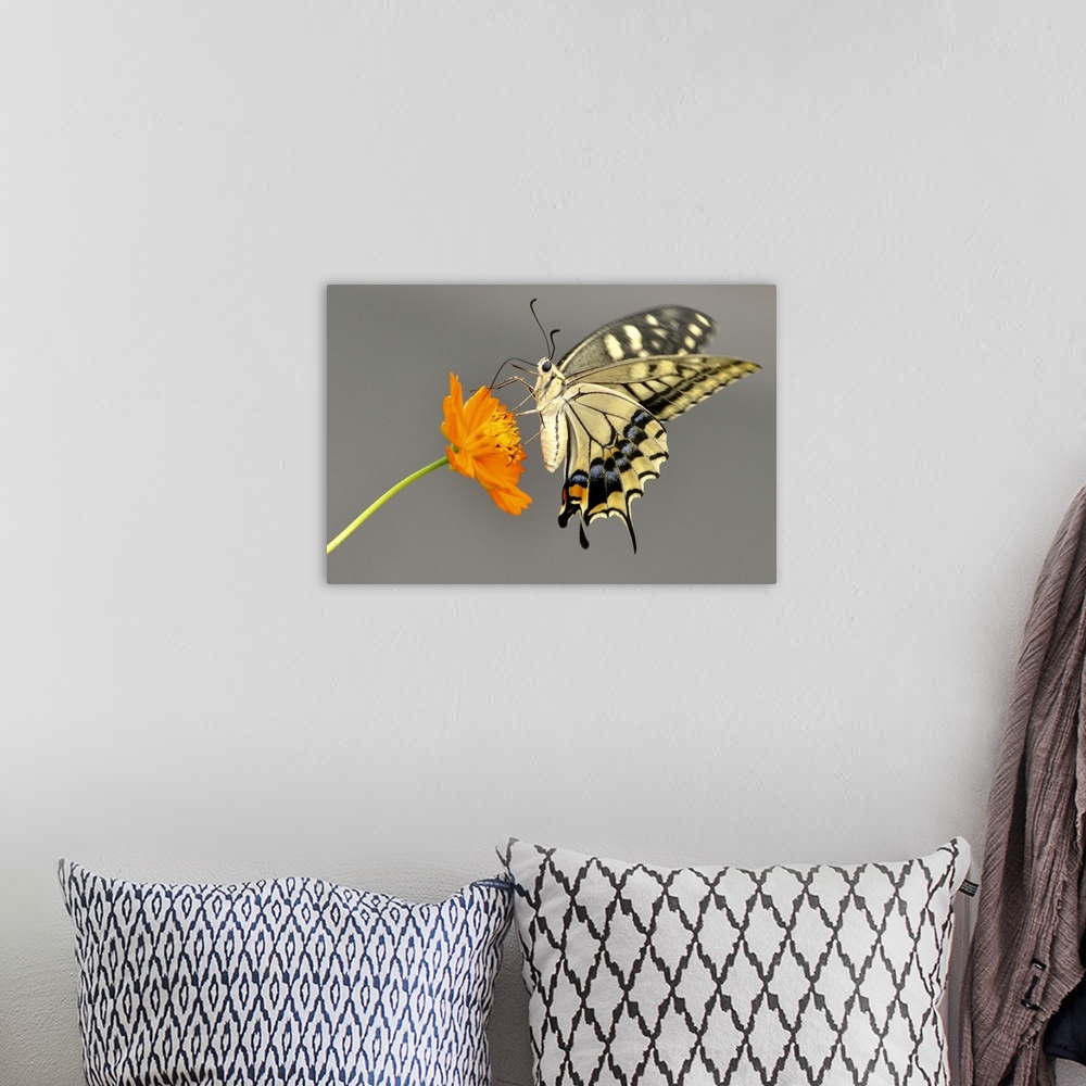 A bohemian room featuring Swallowtail butterfly on cosmos flower in japan.