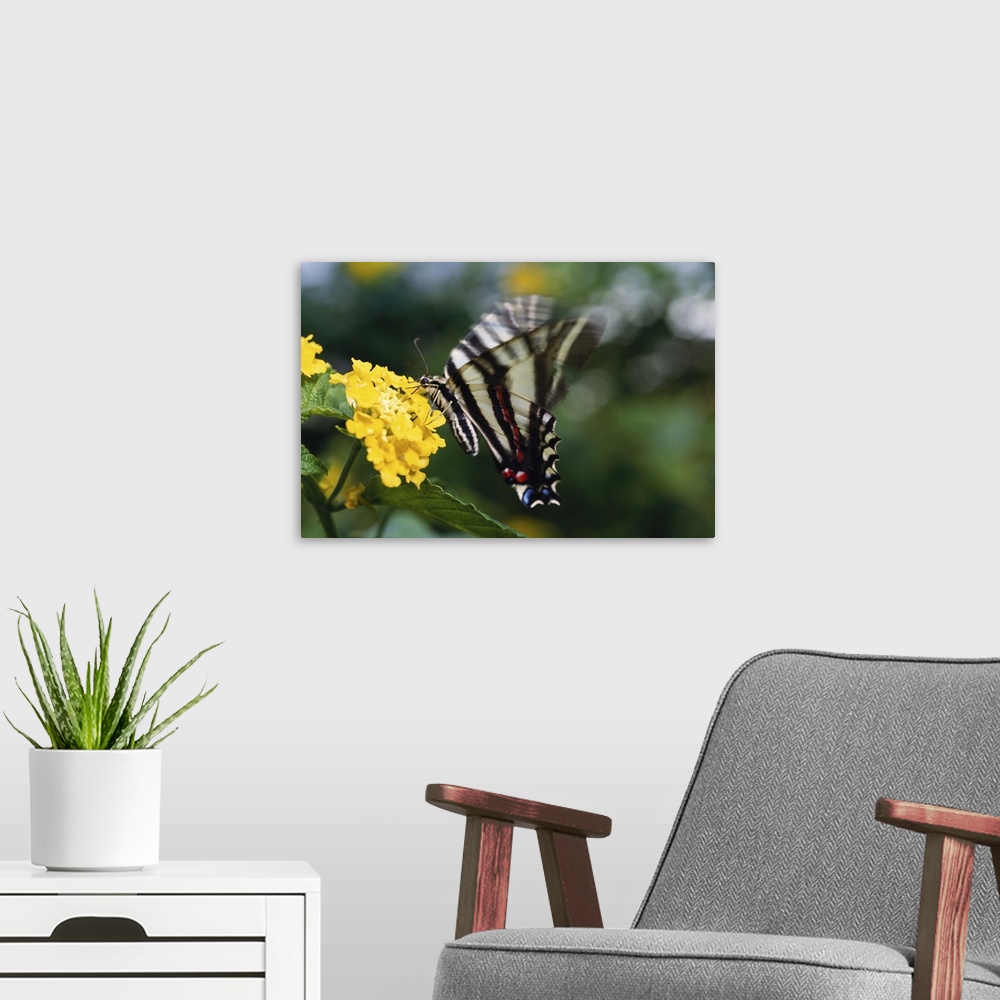 A modern room featuring A butterfly, in the family of Swallowtails or Papiliondae (Latin) on a yellow flower.  There is m...