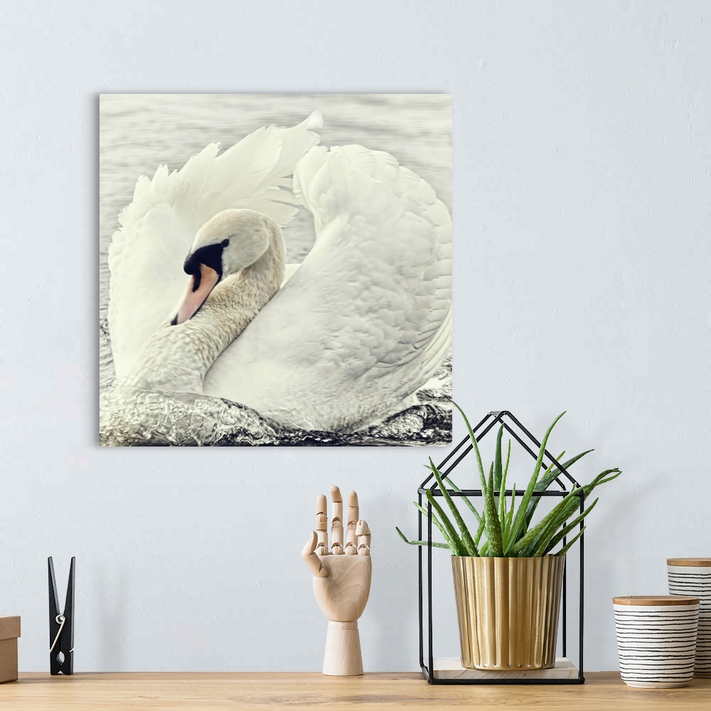 A bohemian room featuring Swan all fluffed up and swimming so fast.
