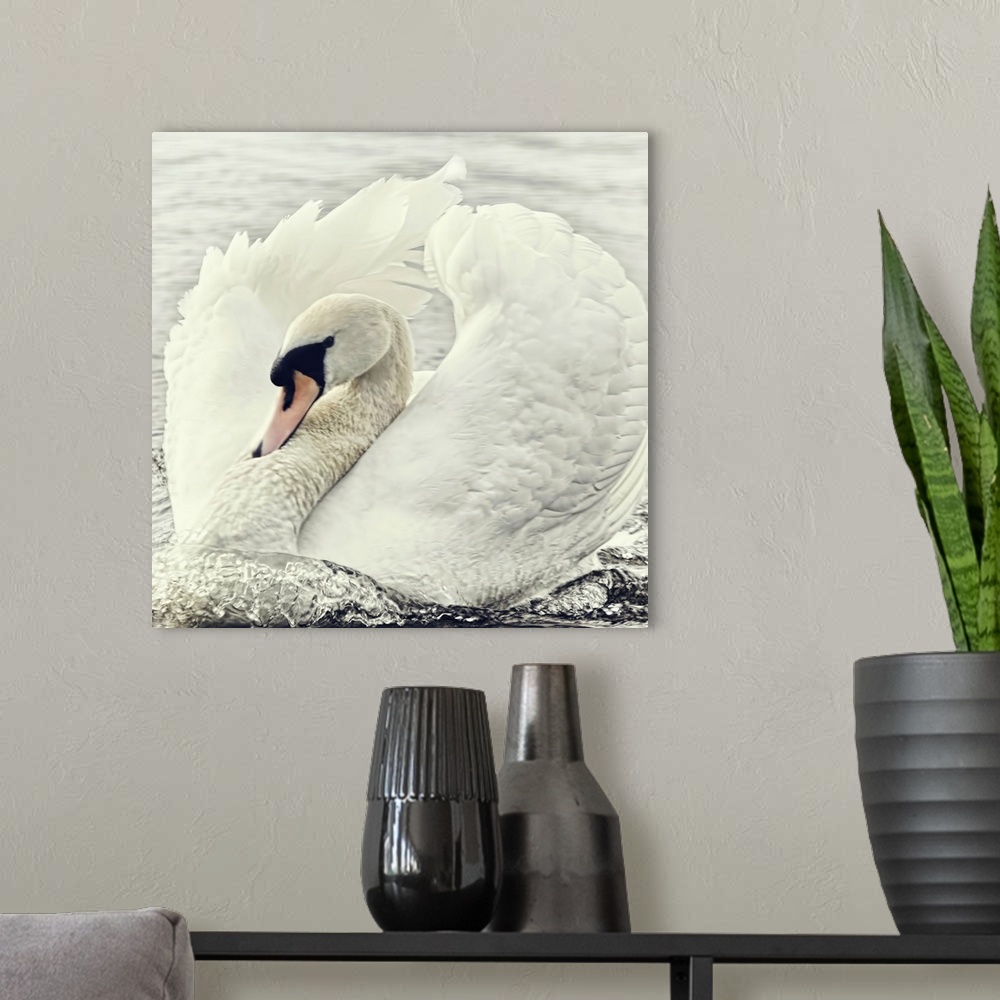 A modern room featuring Swan all fluffed up and swimming so fast.