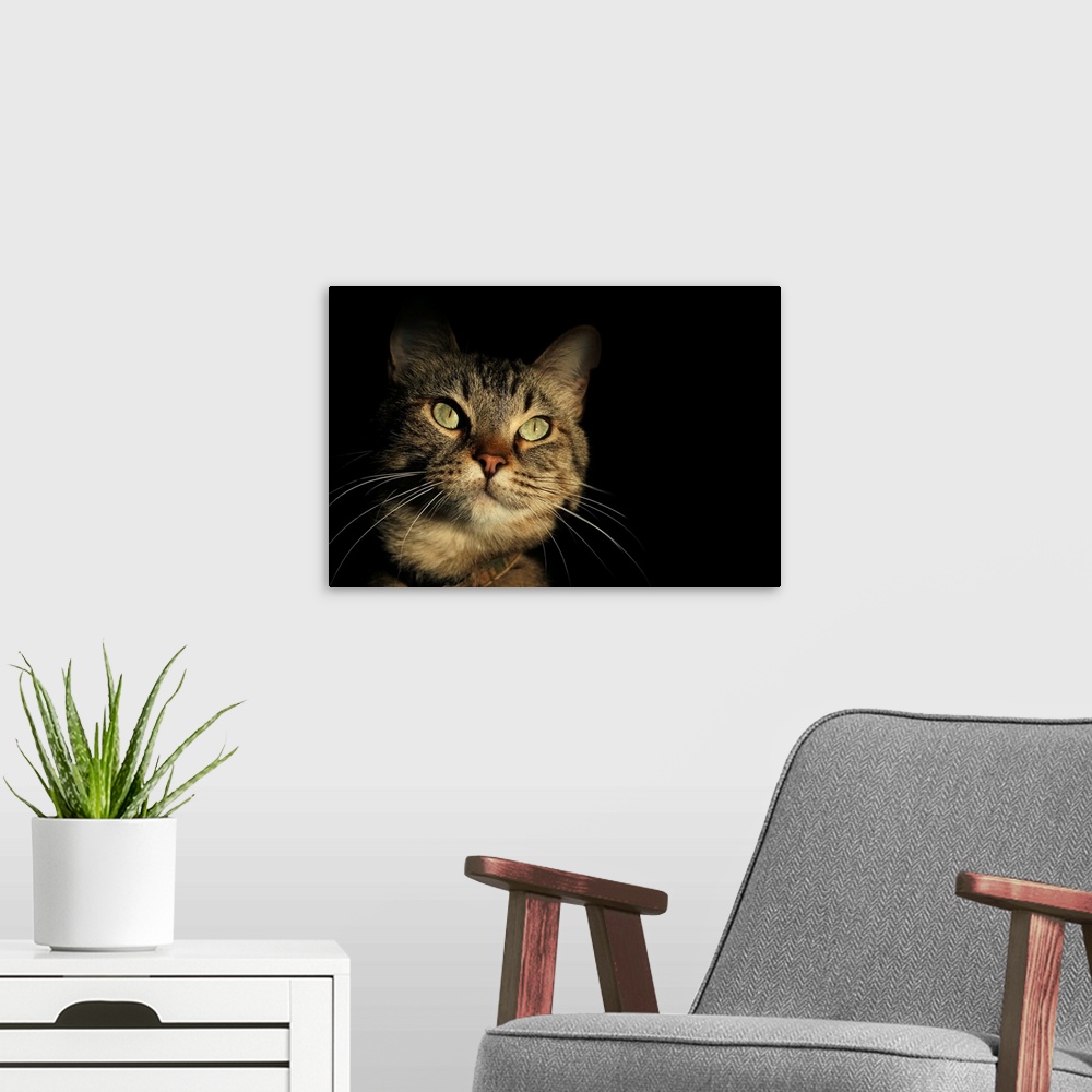 A modern room featuring Tabby Cat Face against Black Background
