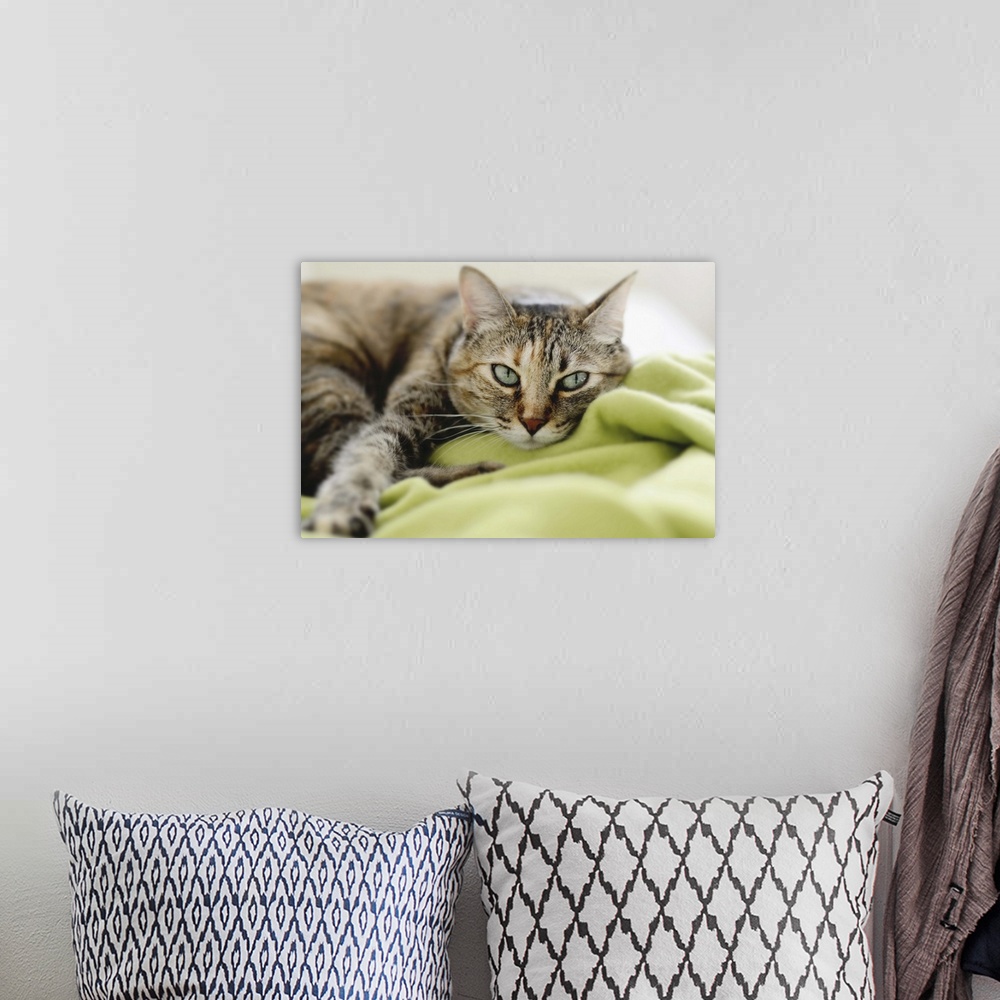 A bohemian room featuring Tabby cat on green blanket.