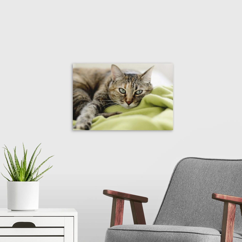 A modern room featuring Tabby cat on green blanket.