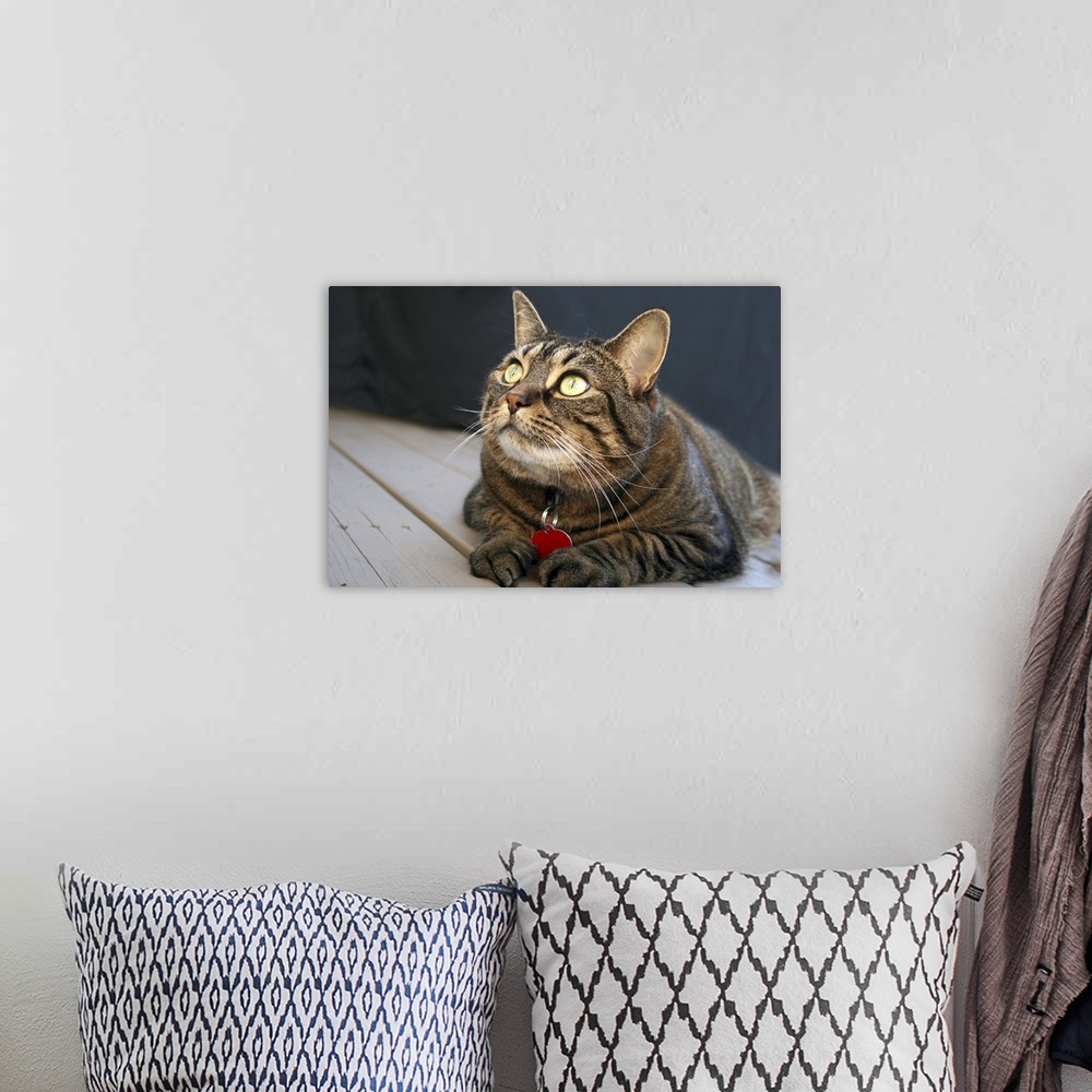 A bohemian room featuring Tabby Cat with Yellow Eyes