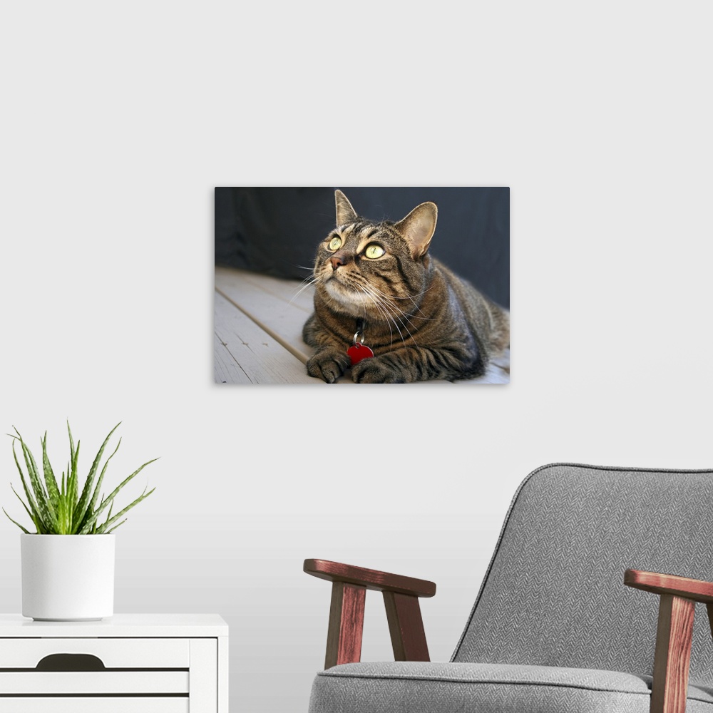 A modern room featuring Tabby Cat with Yellow Eyes
