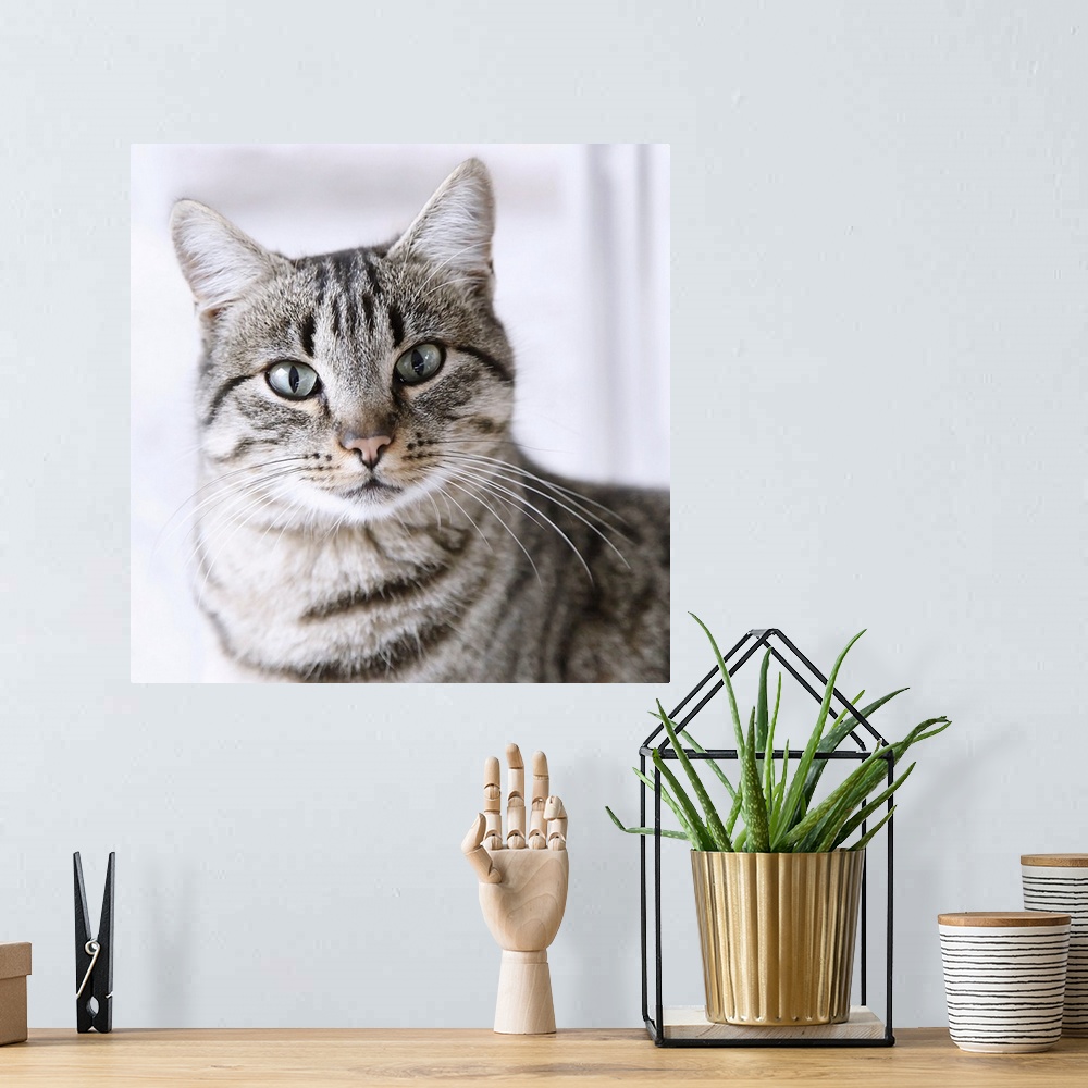 A bohemian room featuring Tabby gray cat and green eyes.