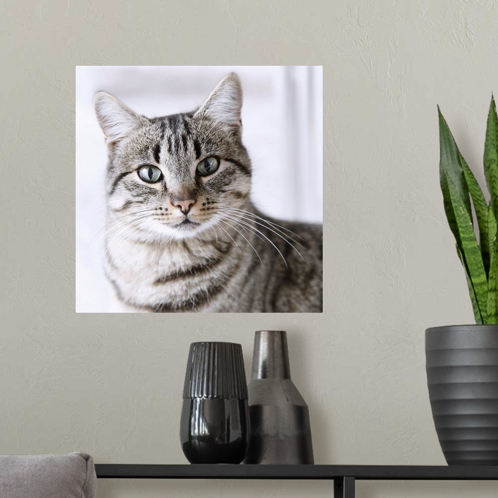 A modern room featuring Tabby gray cat and green eyes.