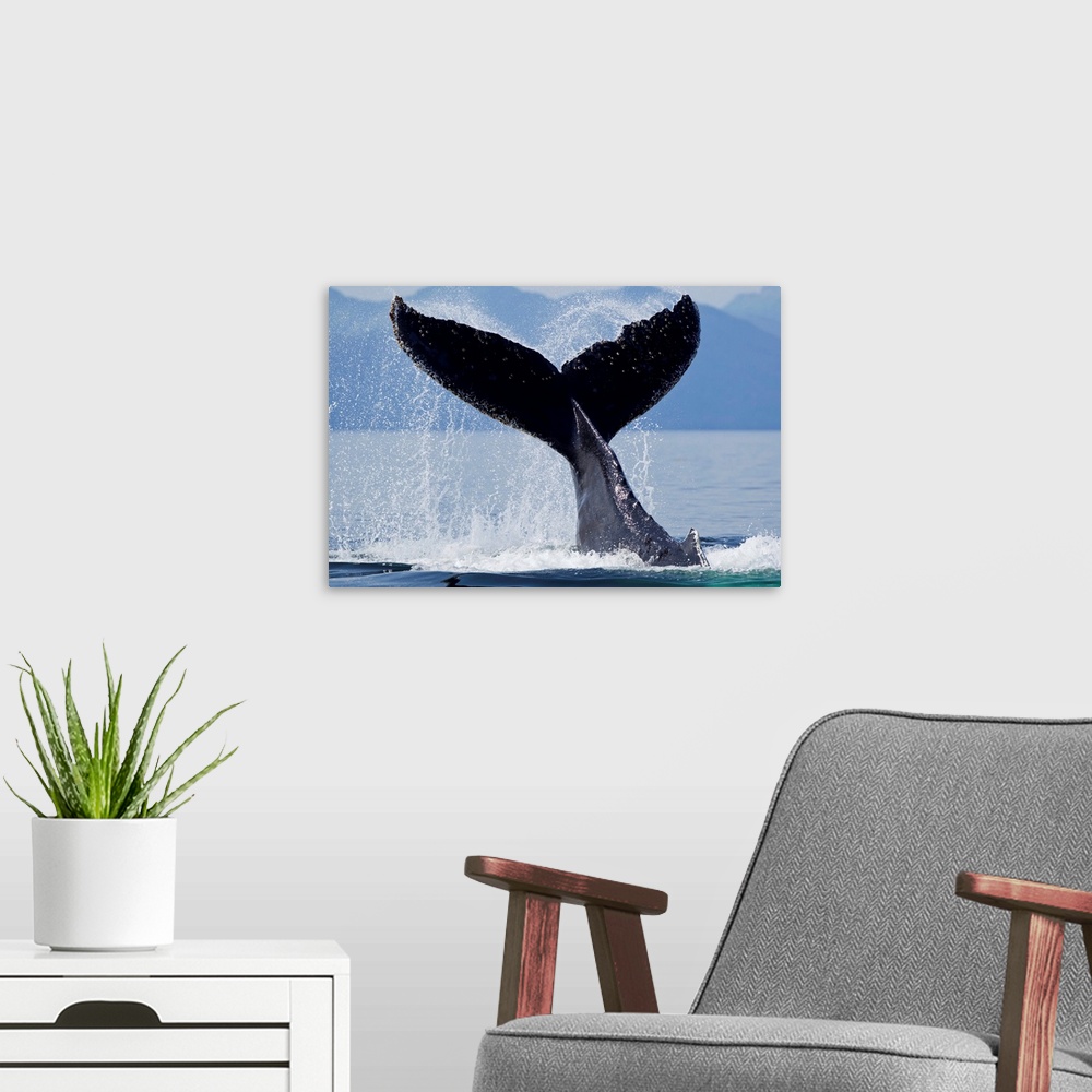 A modern room featuring USA, Alaska, Tongass National Forest, Humpback Whale (Megaptera novaengliae) slaps tail with enor...