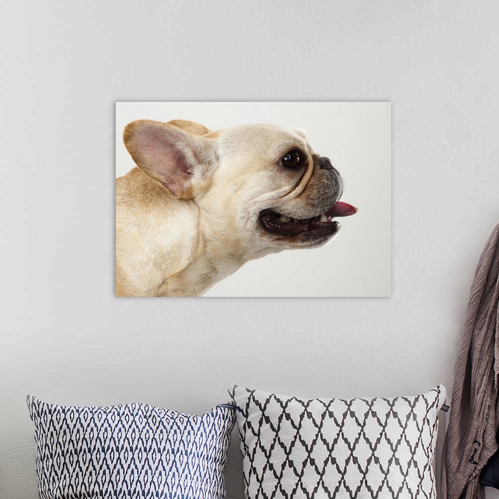 A bohemian room featuring Tan French Bulldog profile portrait with his tongue hanging back on a white background in studio