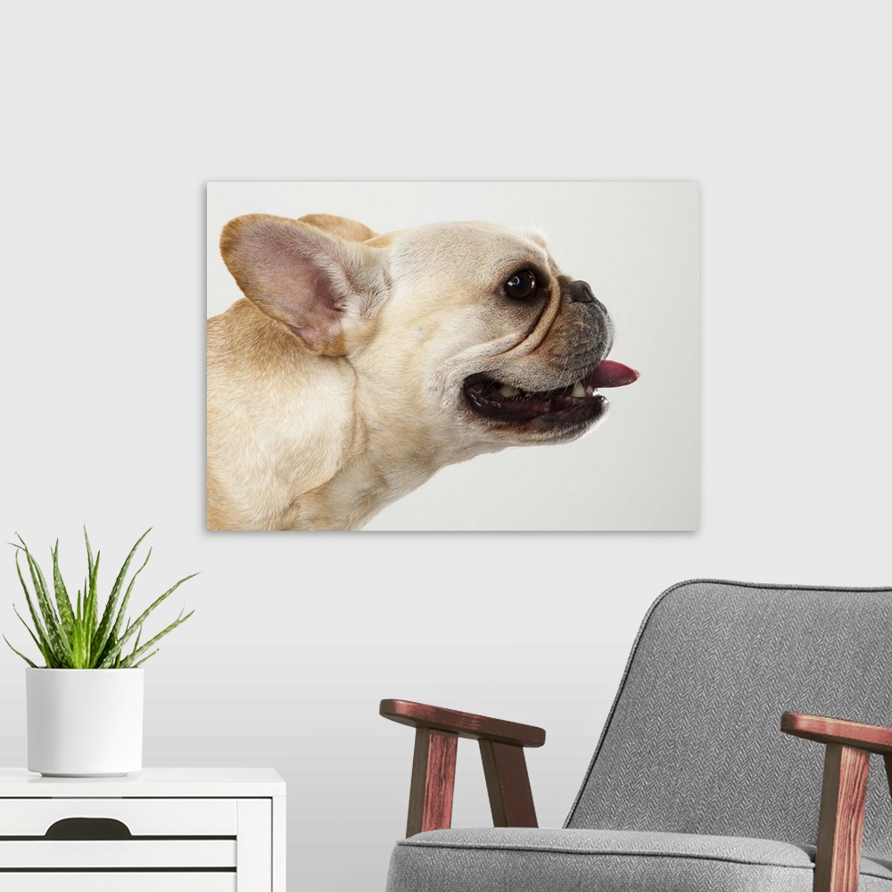 A modern room featuring Tan French Bulldog profile portrait with his tongue hanging back on a white background in studio