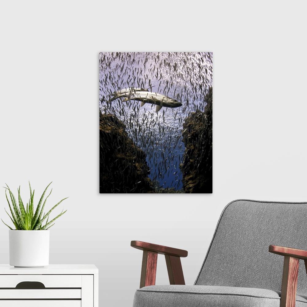 A modern room featuring Tarpons in paradise of small fish underwater.