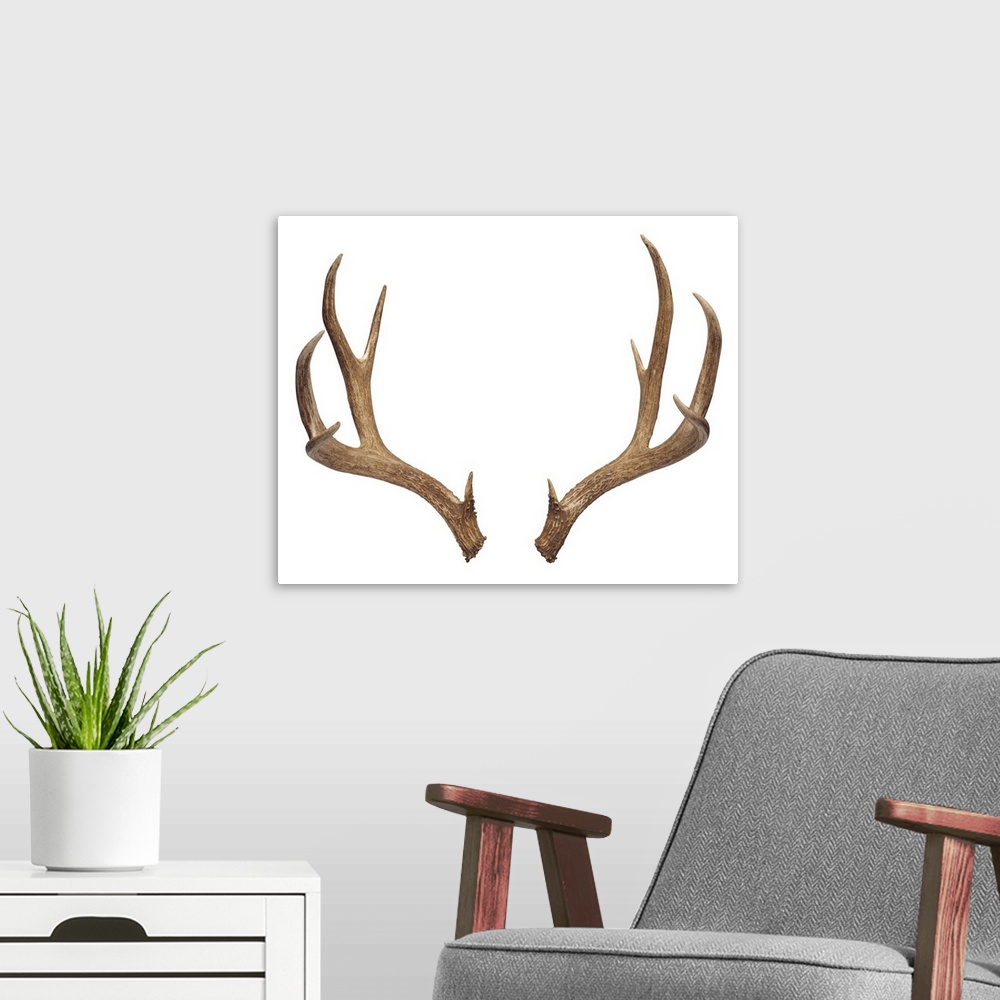 A modern room featuring Ten-point deer antlers
