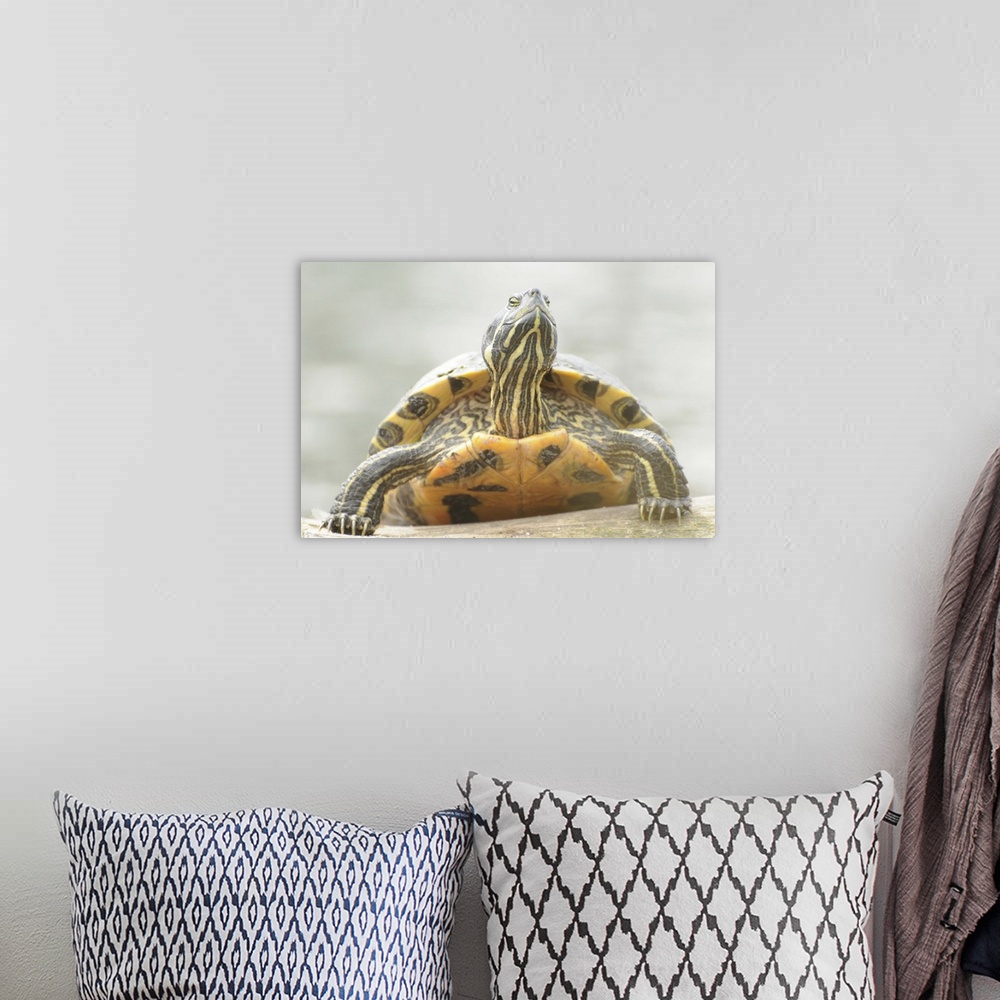 A bohemian room featuring Terrapin turtle enjoying sunshine.