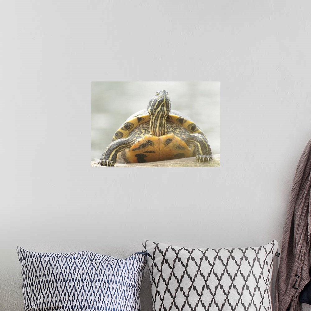A bohemian room featuring Terrapin turtle enjoying sunshine.
