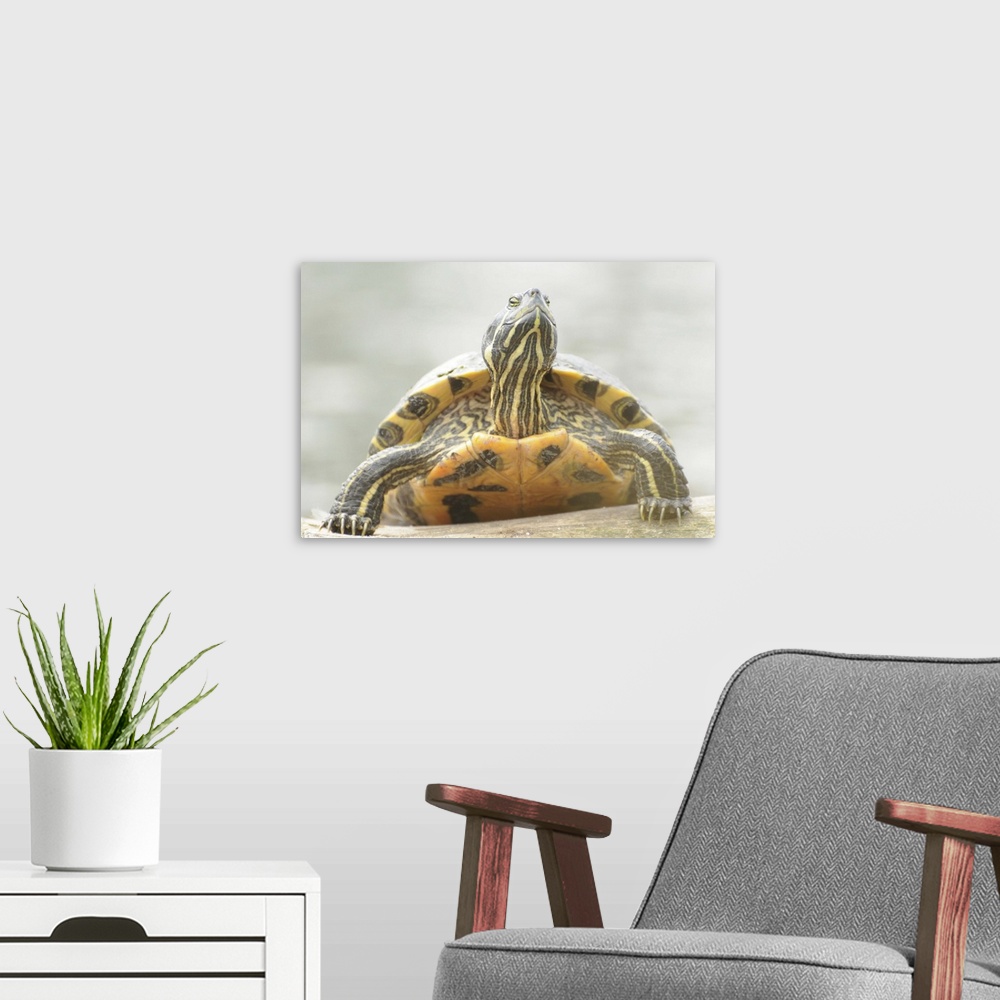 A modern room featuring Terrapin turtle enjoying sunshine.