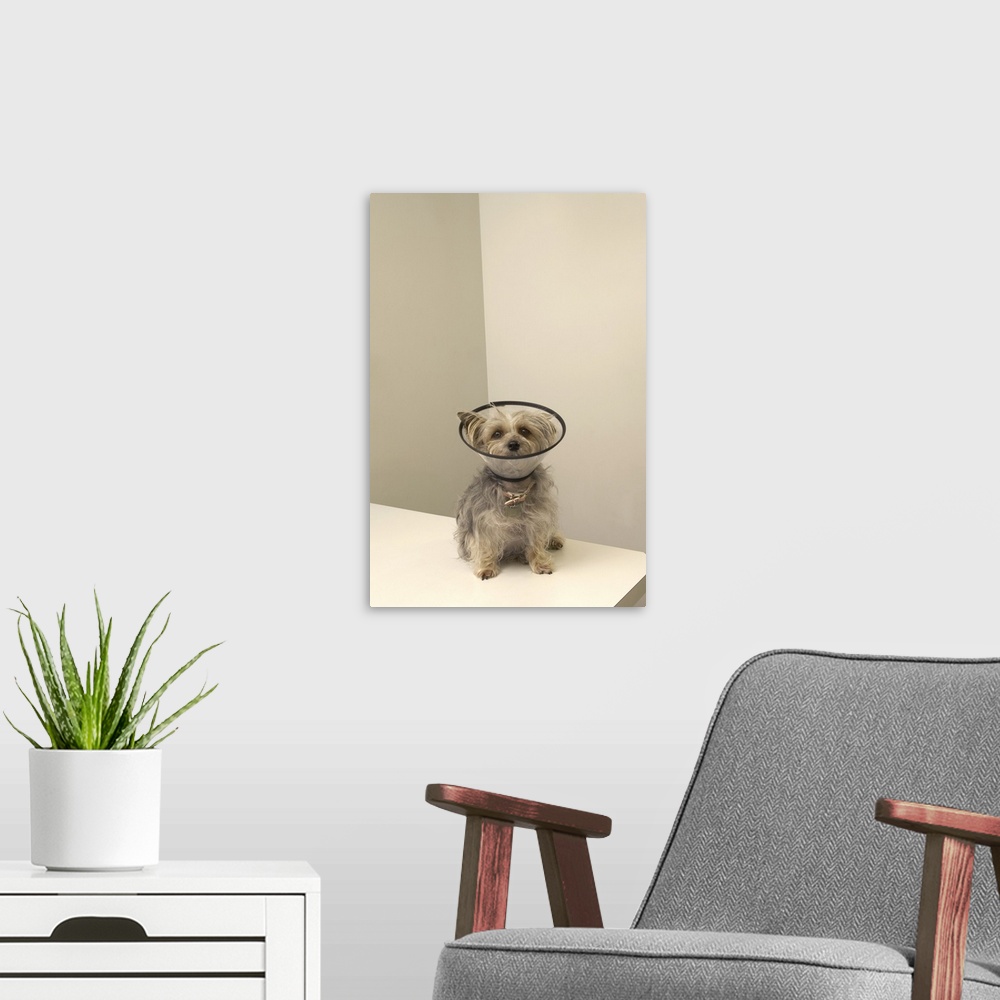 A modern room featuring Terrier dog wearing protective collar, close-up