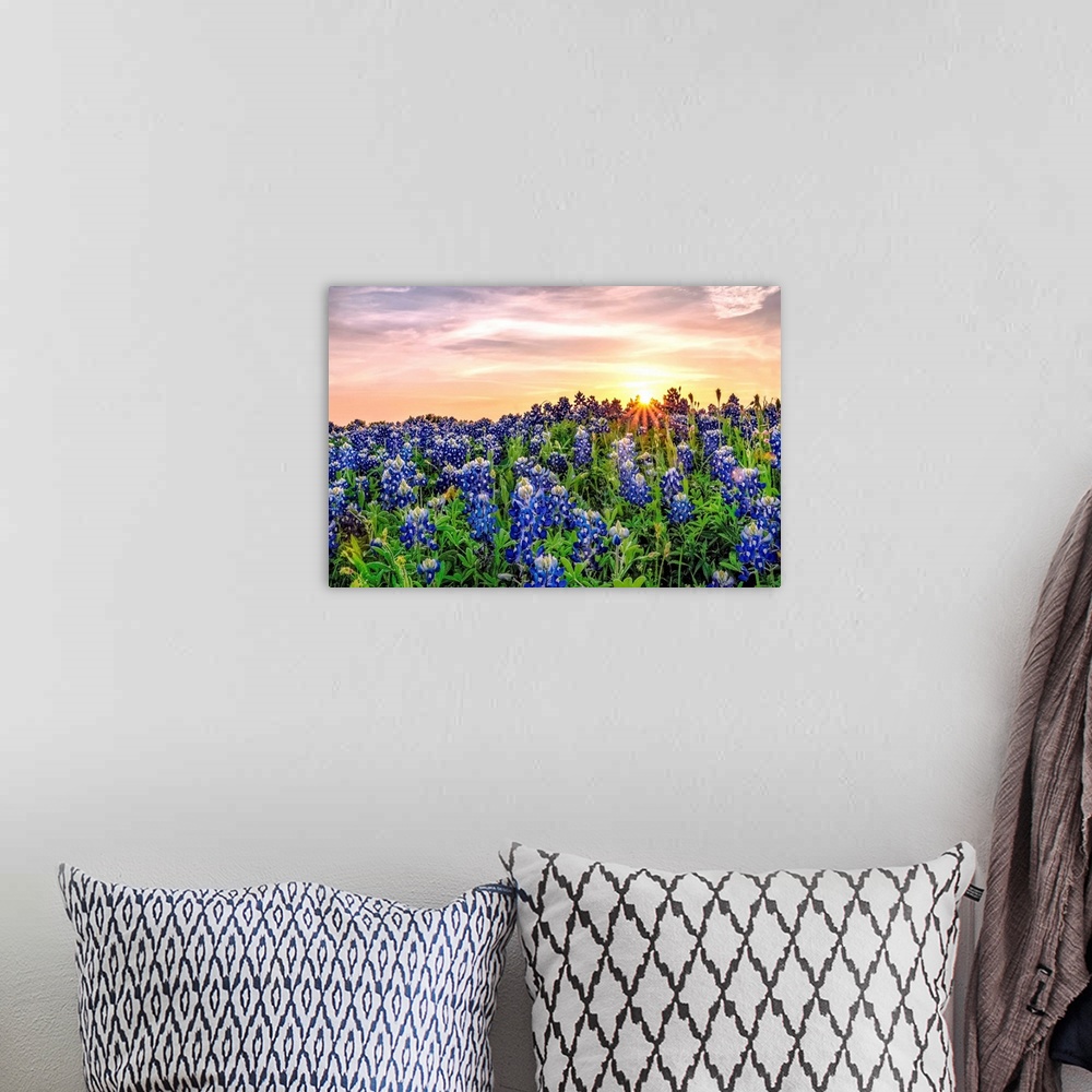 A bohemian room featuring Texas Bluebonnets at Sunset.