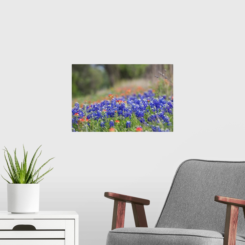 A modern room featuring Texas wildflowers in bloom along a dirt road in rural Texas.