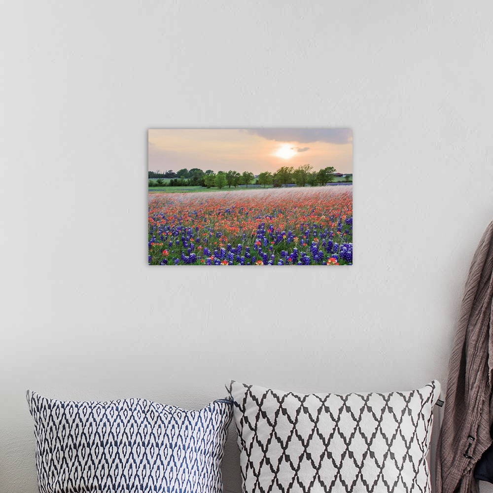 A bohemian room featuring A Field of Texas Wildflowers Spring 2014.