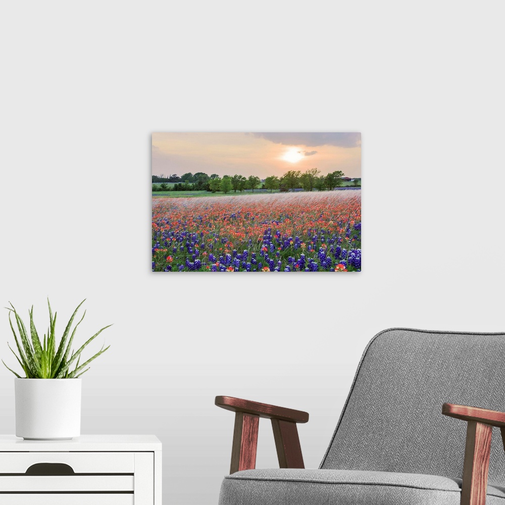 A modern room featuring A Field of Texas Wildflowers Spring 2014.