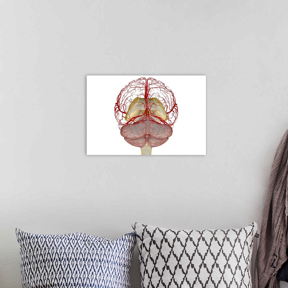 A bohemian room featuring The arteries of the brain