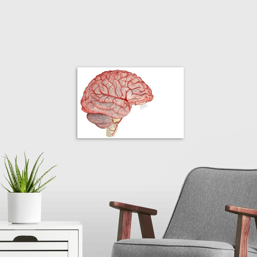 A modern room featuring The arteries of the brain