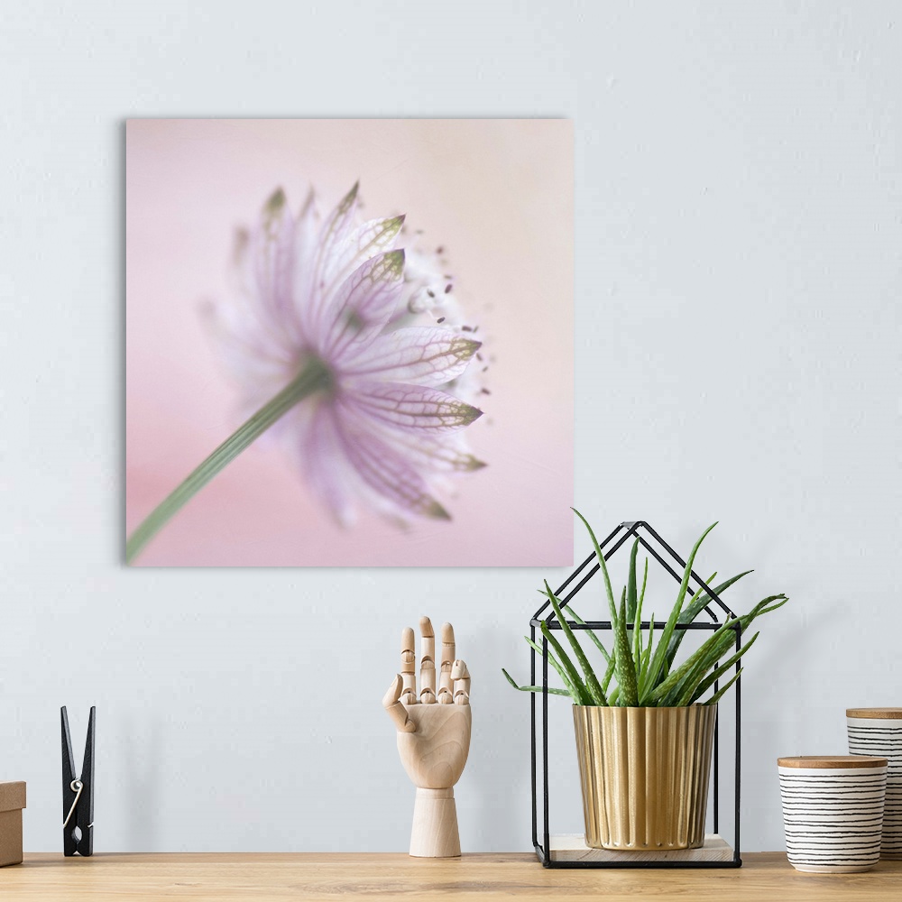 A bohemian room featuring The back view of a  soft pink 'Astrantia major'  flower.Soft textures added during processing.
