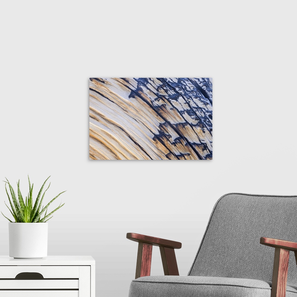 A modern room featuring Up-close photograph of rings and splinters of peeling lumber on tree.