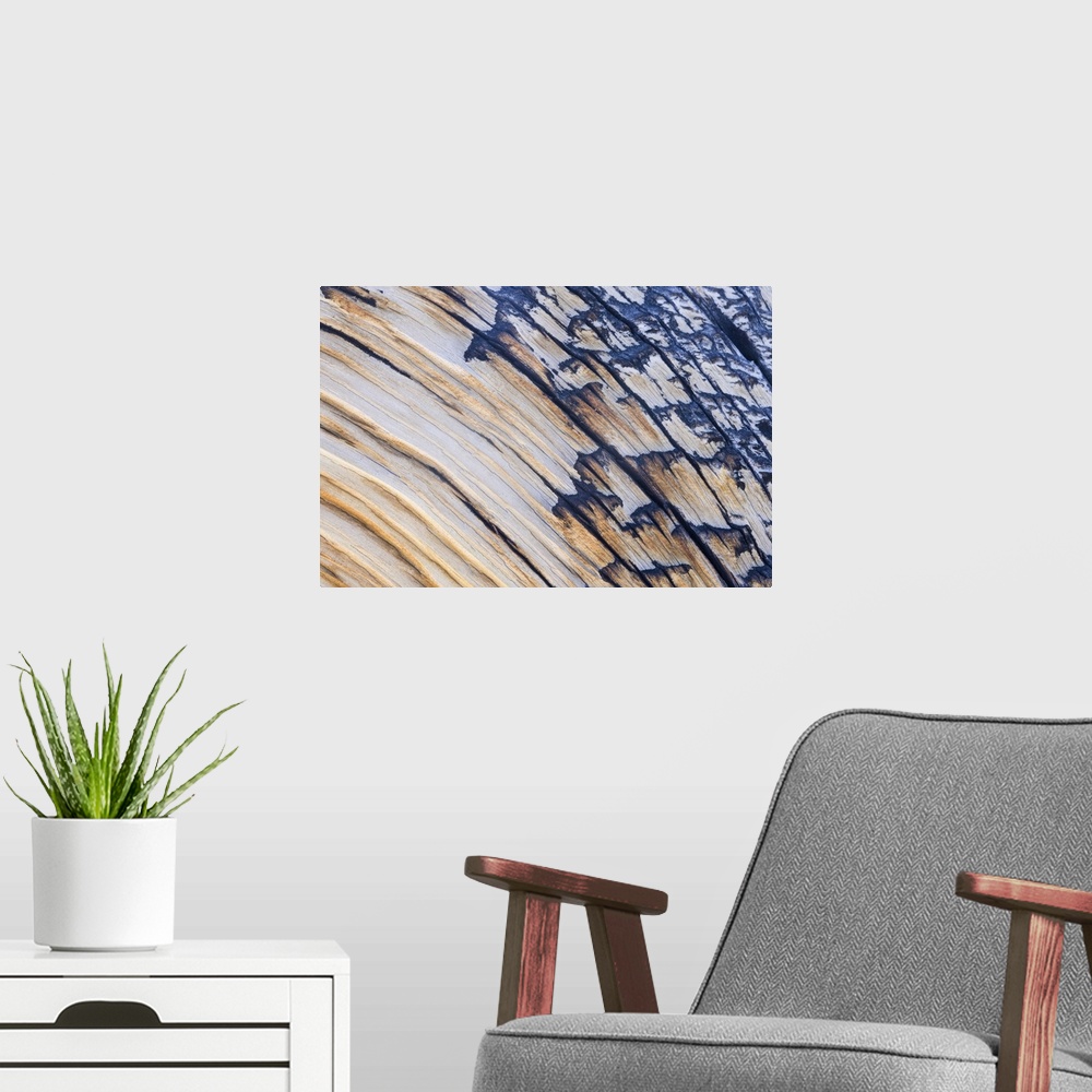 A modern room featuring Up-close photograph of rings and splinters of peeling lumber on tree.