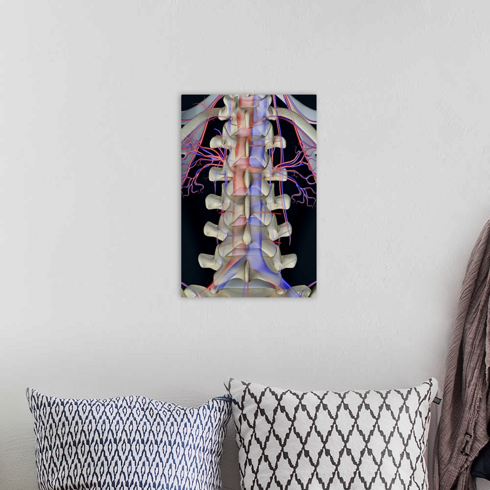 A bohemian room featuring The blood supply of lumbar vertebrae
