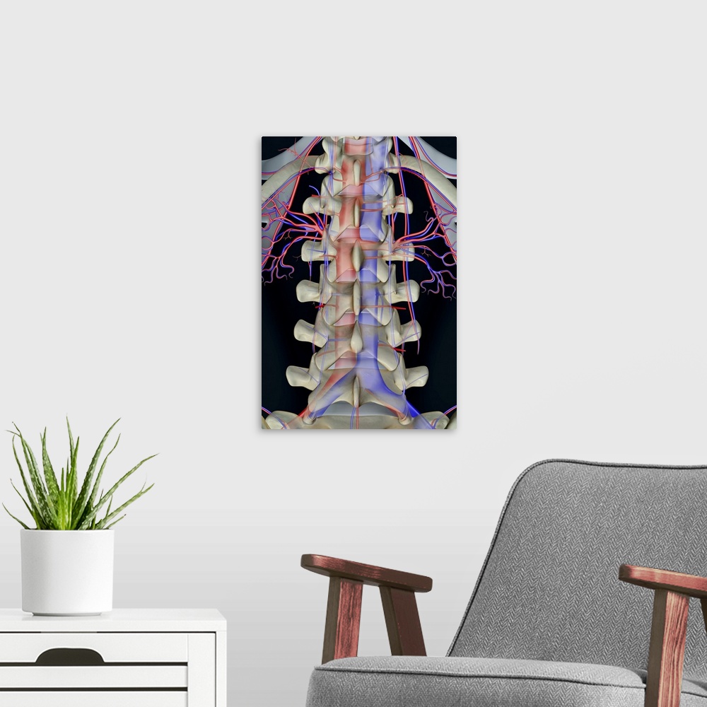 A modern room featuring The blood supply of lumbar vertebrae