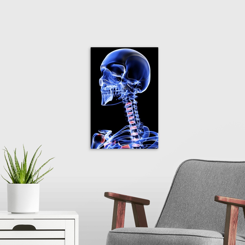 A modern room featuring The bones of the head, neck and face