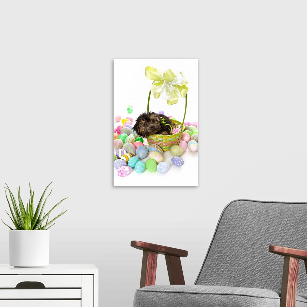 A modern room featuring A Yorkie-poo puppy encountering an Easter basket and Easter eggs.