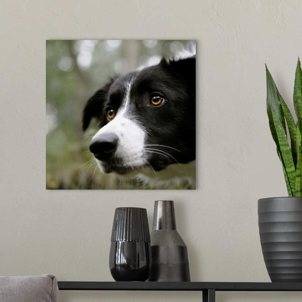 A modern room featuring Border Collie dog with beautiful clear eyes showing intense concentration, face filling frame wit...