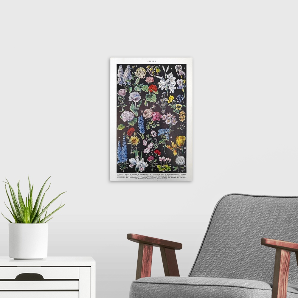 A modern room featuring Old illustration about flowers by Adolphe Philippe Millot printed in the french dictionary "Dicti...
