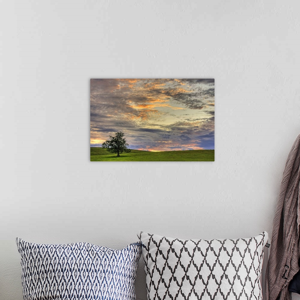 A bohemian room featuring The lone field tree in a rural field during a beautiful summer sunset