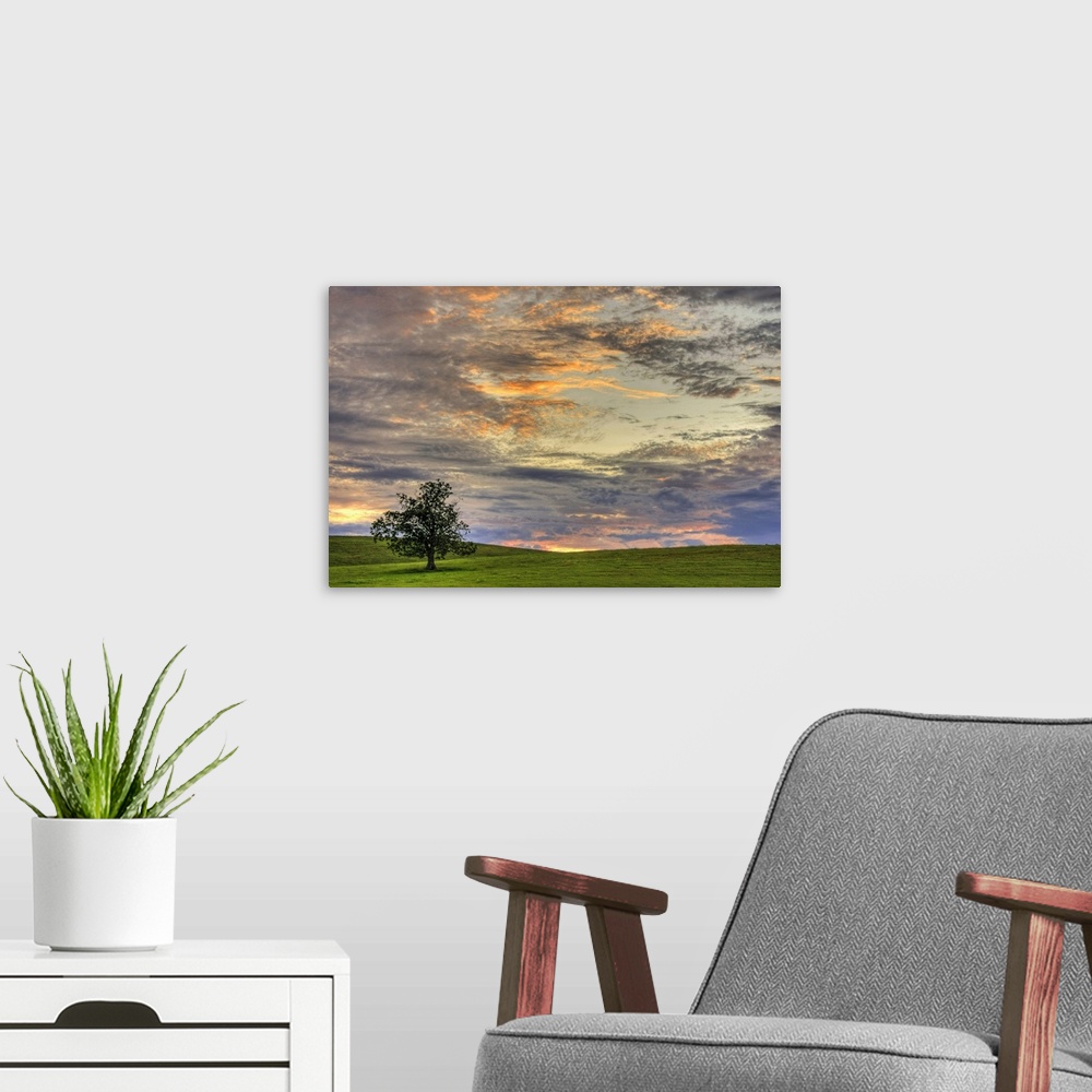 A modern room featuring The lone field tree in a rural field during a beautiful summer sunset