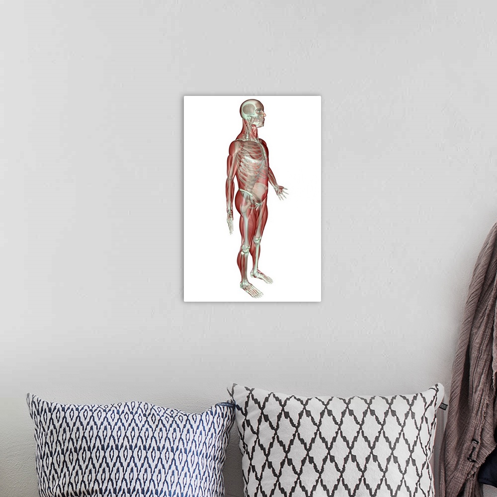 A bohemian room featuring The musculoskeletal system