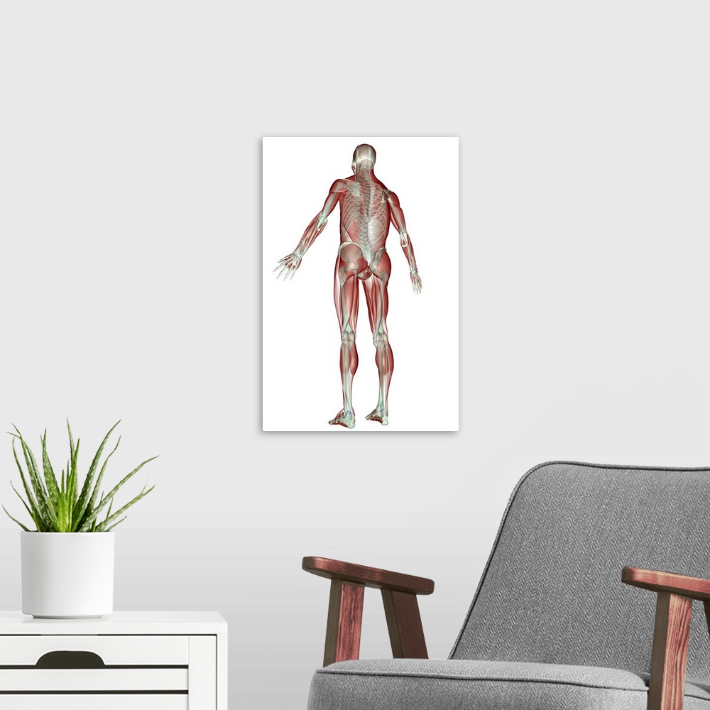 A modern room featuring The musculoskeletal system