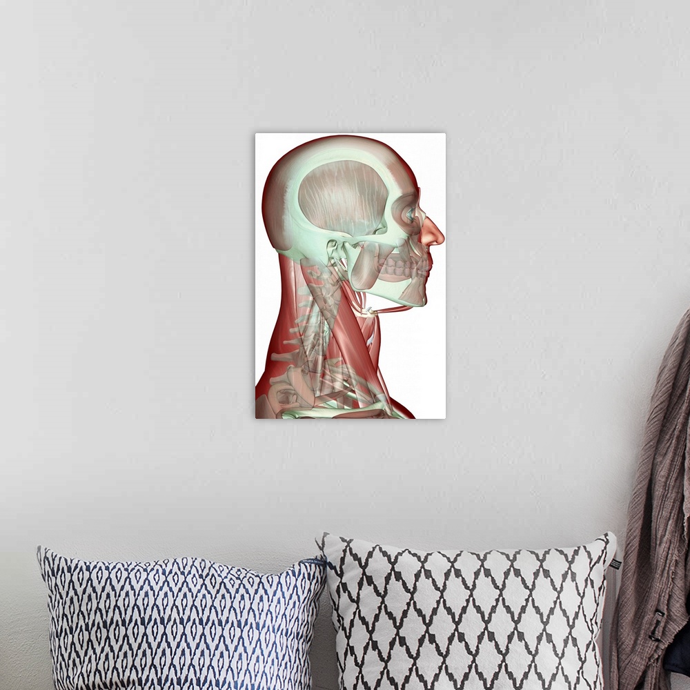 A bohemian room featuring The musculoskeleton of the head, neck and face