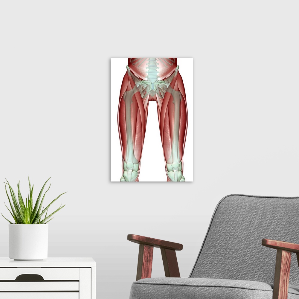 A modern room featuring The musculoskeleton of the lower limb