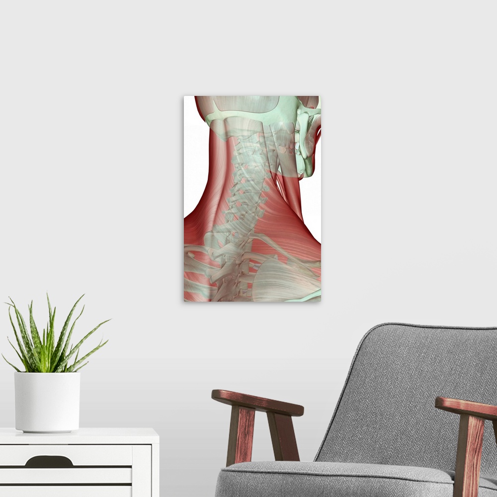 A modern room featuring The musculoskeleton of the neck