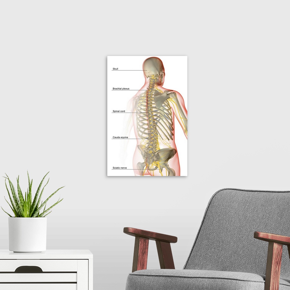A modern room featuring The nerve supply of the upper body