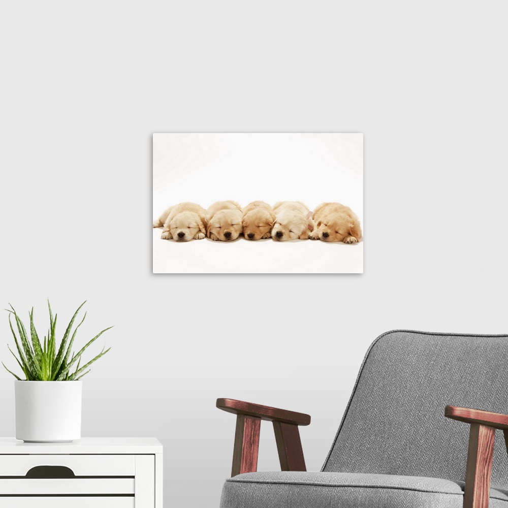 A modern room featuring The puppies of the golden retriever
