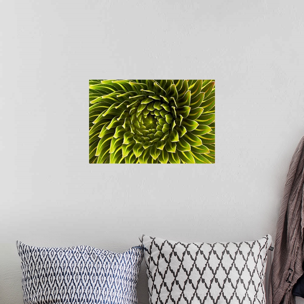 A bohemian room featuring Up-close photograph of flower's center, showing the spiral direction of the petals.