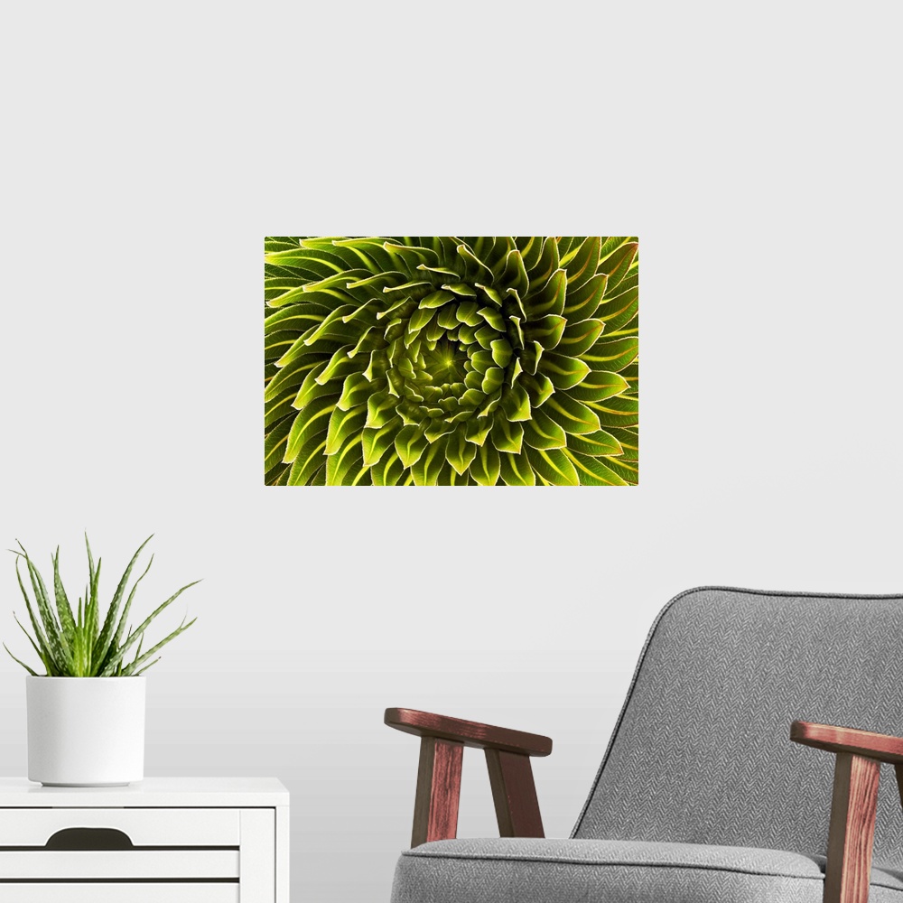 A modern room featuring Up-close photograph of flower's center, showing the spiral direction of the petals.