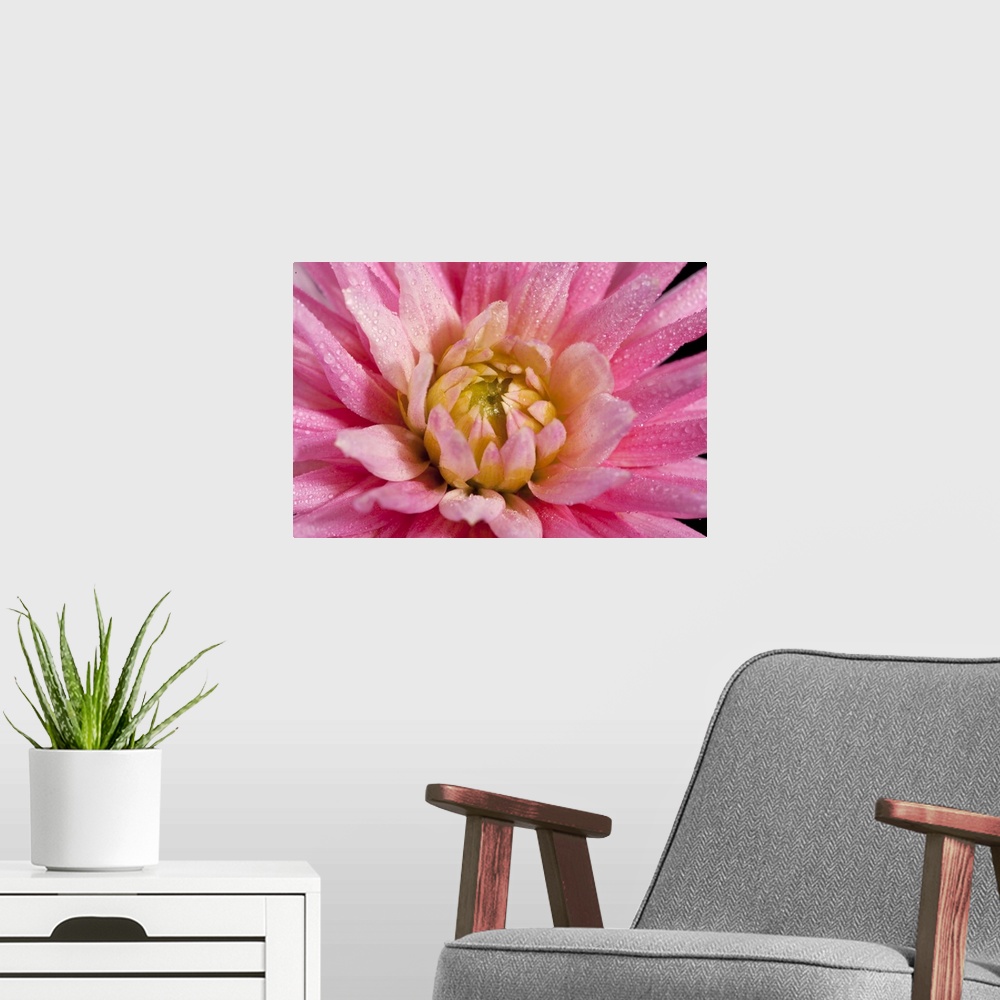A modern room featuring The Shooting Star produces blooms of large pink and white flowers with a yellow centre.