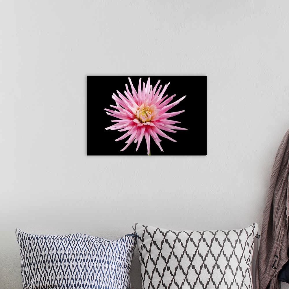 A bohemian room featuring The Shooting Star produces blooms of large pink and white flowers with a yellow centre.